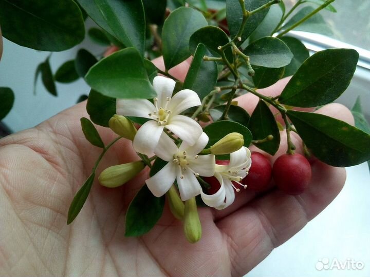 Муррайя ароматное растение