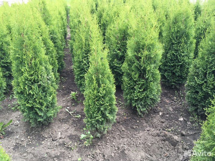 Туя 1,62 м из питомника 