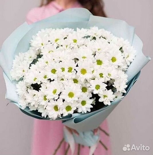 Хризантема