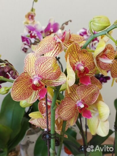 Орхидея фаленопсис