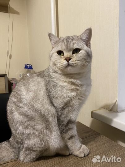 Шотландская прямоухая кошка