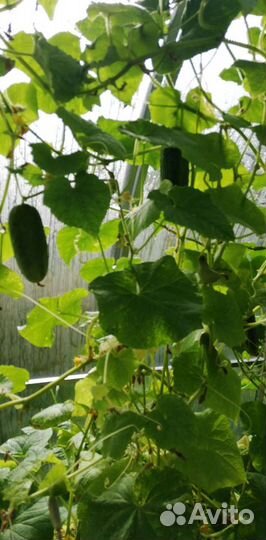 Капельный полив комплект новый