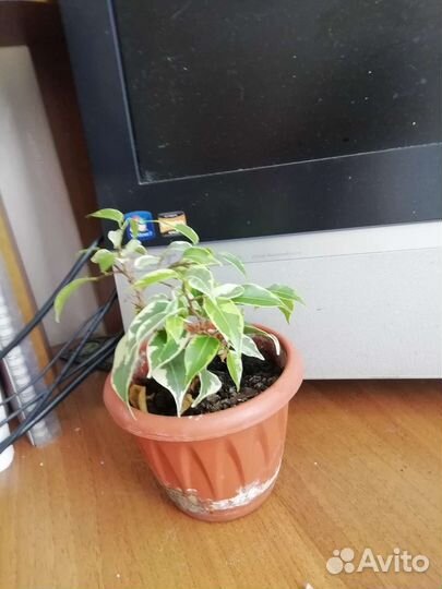 Фикус бенджамина