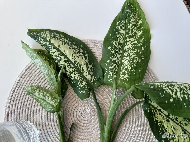 Диффенбахия комнатные цветы, отростки