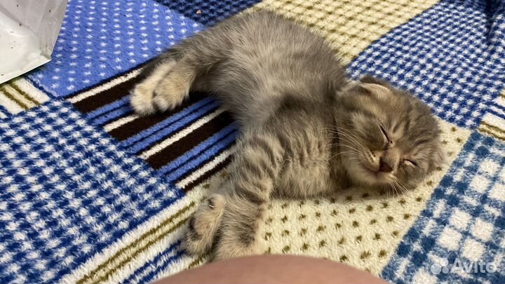 Котенок вислоухий