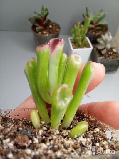 Крассулы сортовые