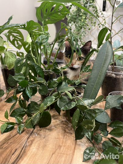 Комнатные растения