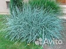 Элимус песчаный