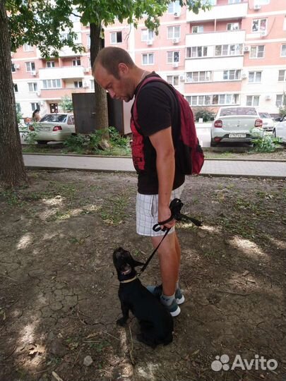 Кинолог. Выезд.Онлайн-занятия/консул. Груп.занятия