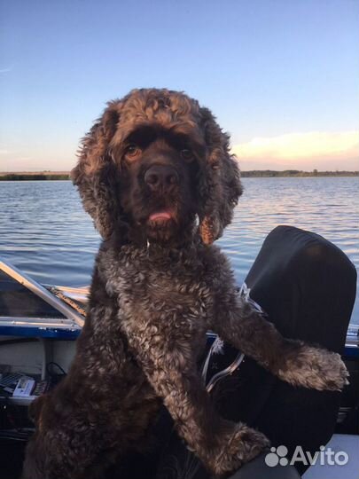 Кокер спаниель