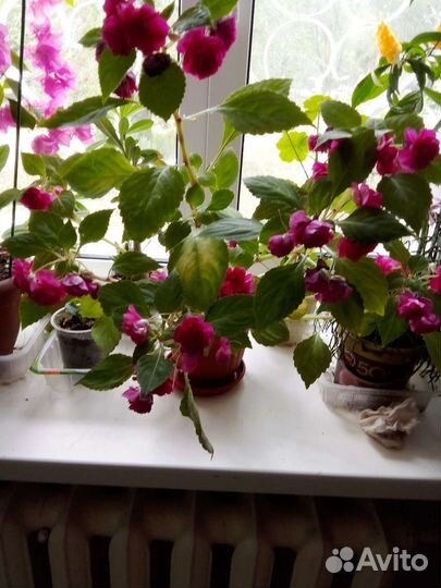 Бальзамин махровый