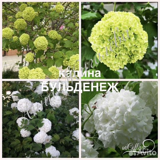 Красивоплодник, калина Бульдонеж