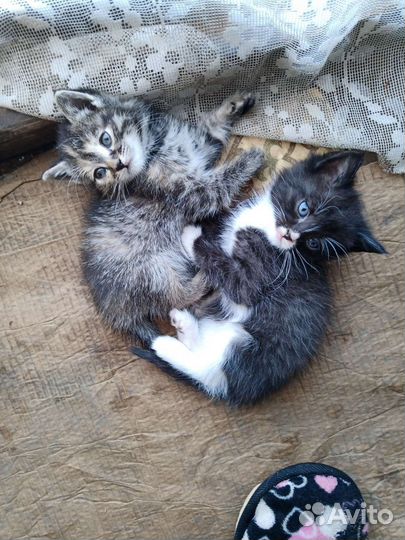 Кошки в добрые руки бесплатно