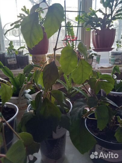 Циссус (березка) 200