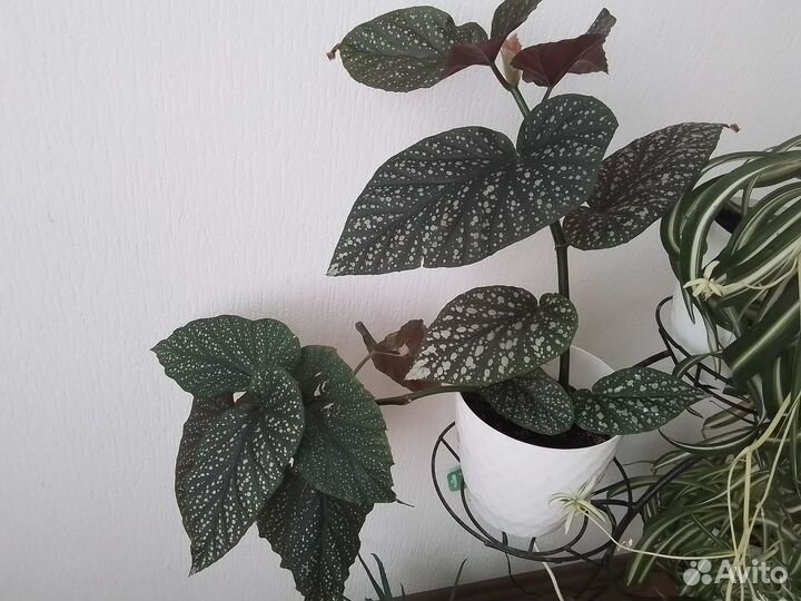 Комнатные растения цветы