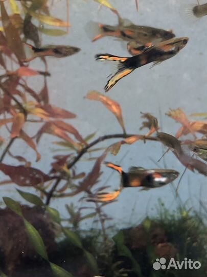 Аквариумные рыбки гуппи эндлера