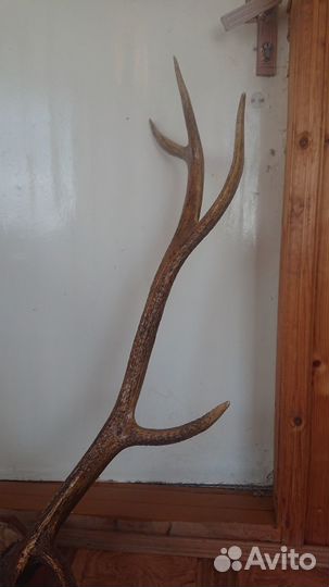 Рога оленя