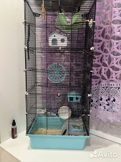 Мышка домашняя