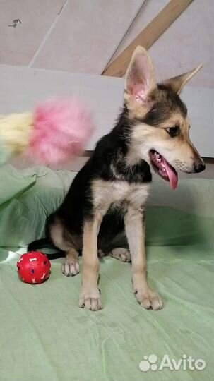 Метис в добрые руки