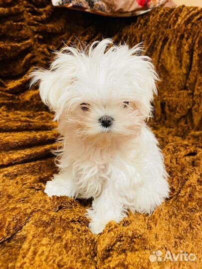 Микро мальчик мальтезе. Мальтийская болонка щенки