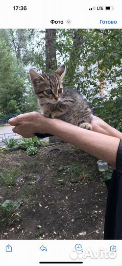 Котенок в дар