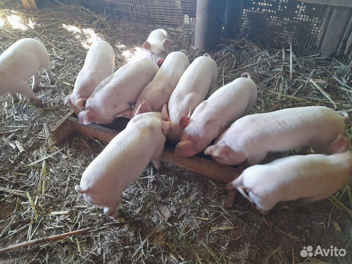 Поросята породы ландрас