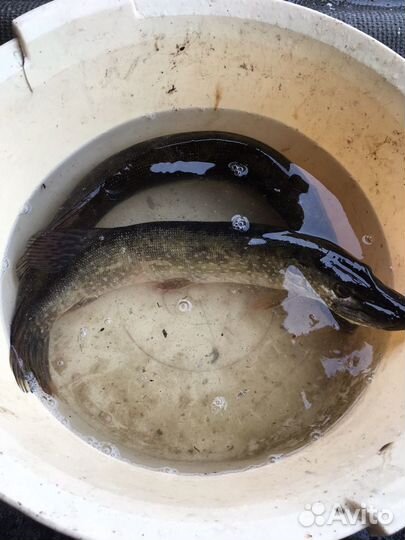 Живец (опт и розница) зарыбление