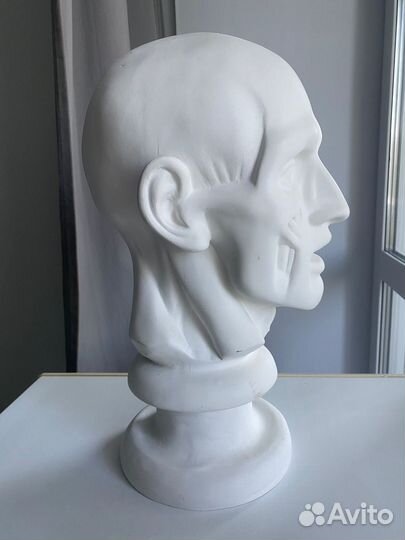 Голова гипсовая
