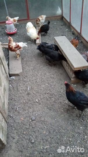 Куры несушки