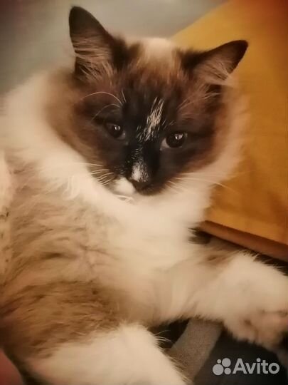 Милые котята