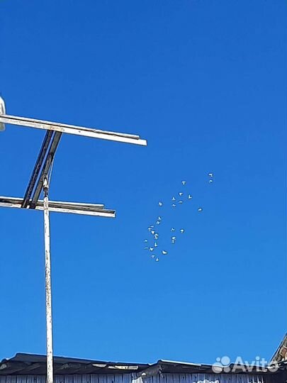 Белые голуби