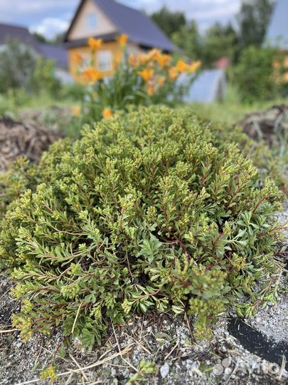 Камнеломка