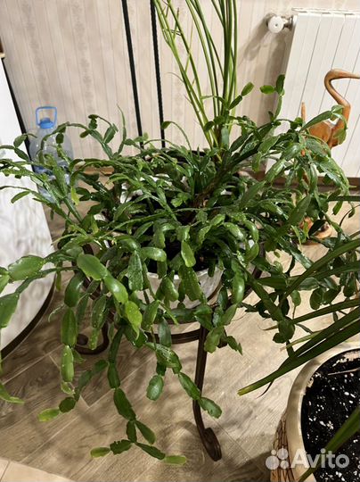 Декабрист с плошкой