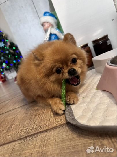 Померанский шпиц