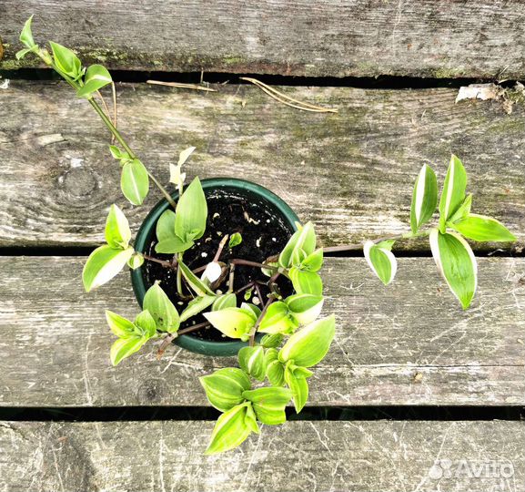 Сеткреазия вариегатная, Альбифлора