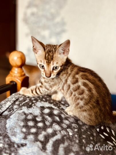 Бенгальский котенок