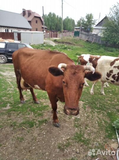 Корова высокоудойная