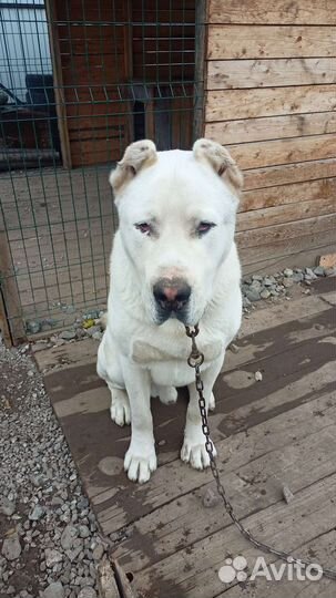 Вязка алабай