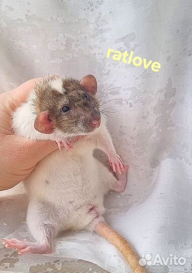 Крысята девочки 1.5-3 месяца