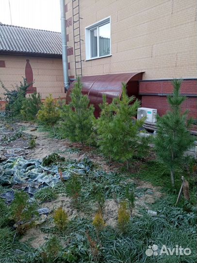 Саженцы и деревья: ель, кедр, сосна, туя, ива итд