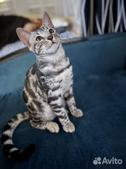 Бенгальский кот. Вязка