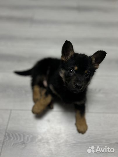 Щенок в добрые руки мальчик