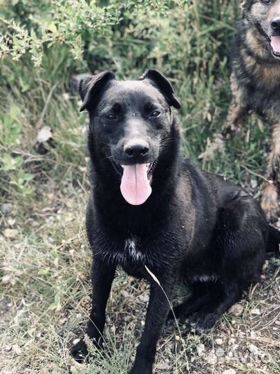 Собака в добрые руки