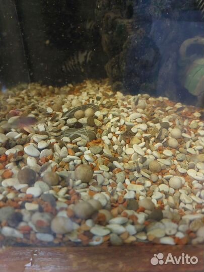 Рыбы цихлиды