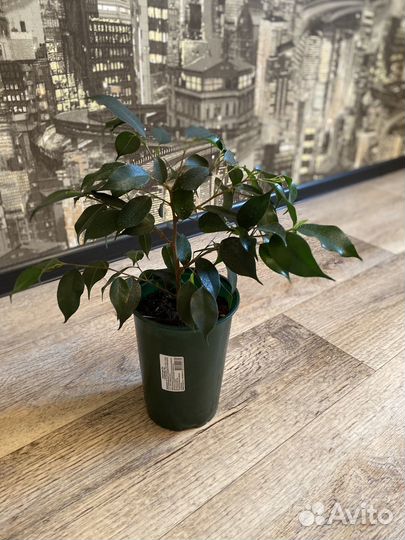 Фикус бенджамина