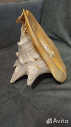 Ракушка морская большая