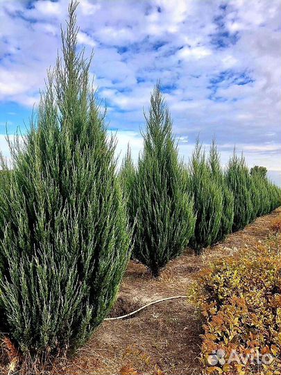 Хвойные растения саженцы