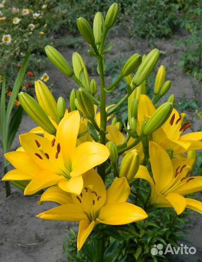 Лилии луковицы на посадку