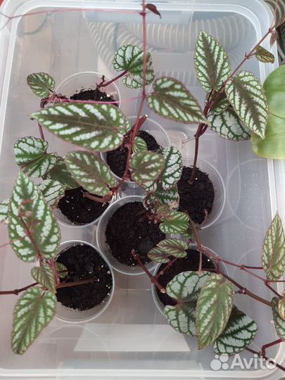 Циссус дисколор