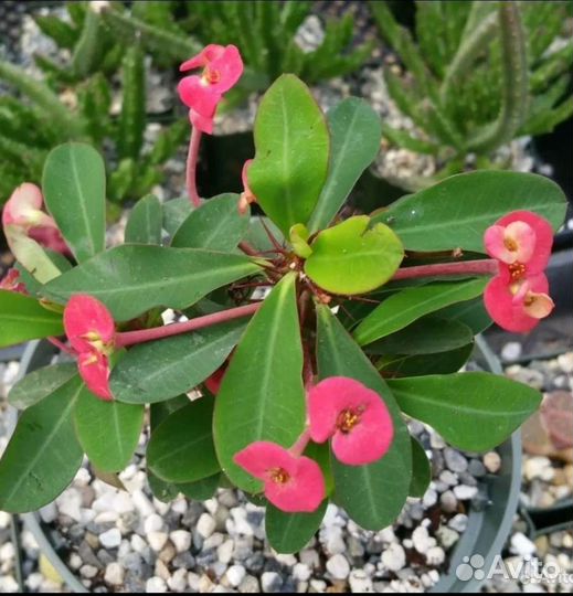 Молочай (отростки)